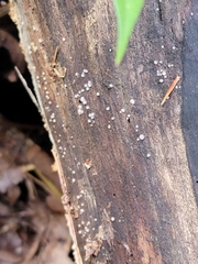 Helicogloea compressa