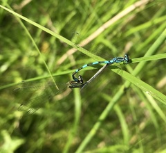 Coenagrion johanssoni