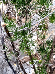 Asparagus retrofractus