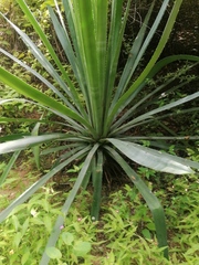 Agave vivipara
