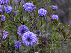 Globularia alypum