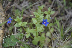Lysimachia arvensis caerulea