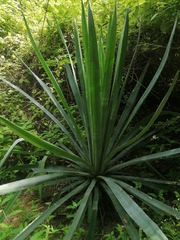Agave vivipara