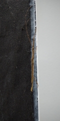 Trachythorax