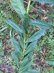 Clerodendrum indicum