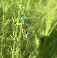 Coenagrion johanssoni