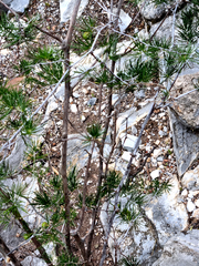 Asparagus retrofractus