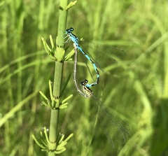Coenagrion johanssoni