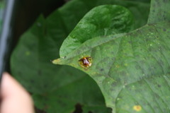 Aspidimorpha furcata