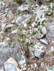 Asparagus retrofractus