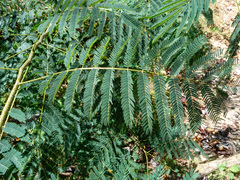 Albizia julibrissin