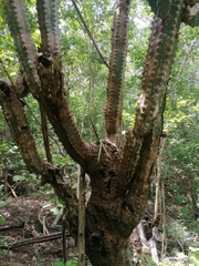 Trichocentrum brachyphyllum