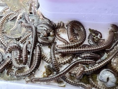 Cylindroiulus caeruleocinctus