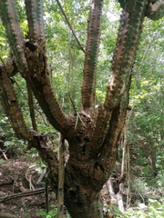 Trichocentrum brachyphyllum