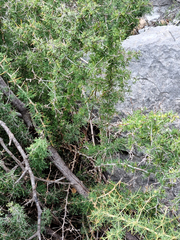 Asparagus retrofractus