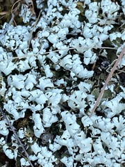 Cladonia foliacea