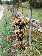 Gentiana lutea