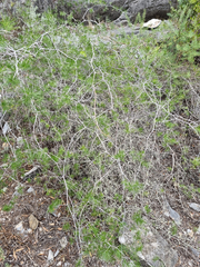 Asparagus retrofractus