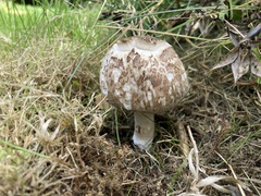 Amidella