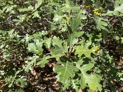Quercus gambelii