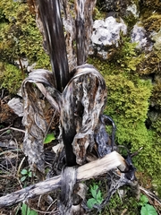 Gentiana lutea