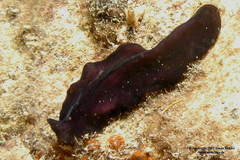 Tytthosoceros nocturnus