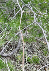 Asparagus retrofractus