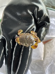 Matuta victor