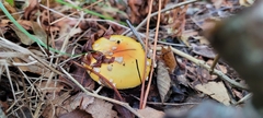 Amanita flavoconia
