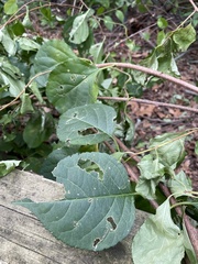 Celastrus orbiculatus