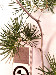 Asparagus retrofractus