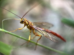 Megarhyssa greenei