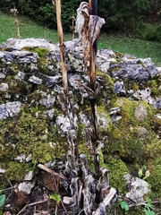 Gentiana lutea