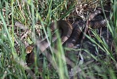 Pseudonaja textilis