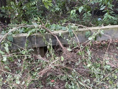 Celastrus orbiculatus