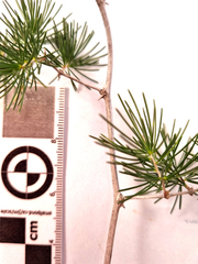 Asparagus retrofractus