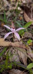 Caladenia hirta rosea