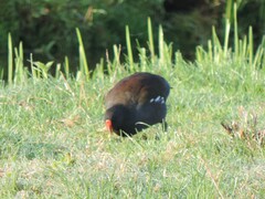 Gallinula chloropus