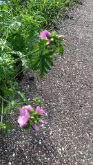 Malva moschata