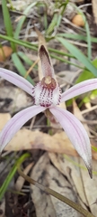 Caladenia hirta rosea