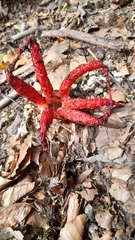 Clathrus archeri