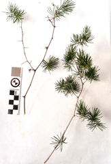 Asparagus retrofractus