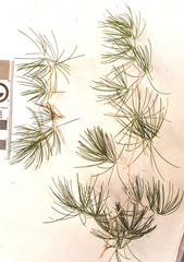 Asparagus retrofractus