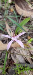 Caladenia hirta rosea