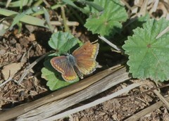 Aricia agestis