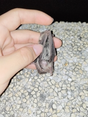 Pipistrellus abramus