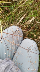 Alisma