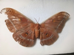 Antheraea