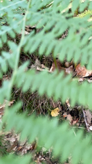 Nabalus trifoliolatus