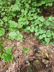 Smilax rotundifolia